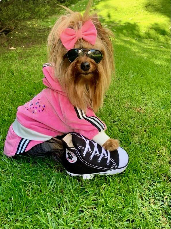 Dogverse Shoe